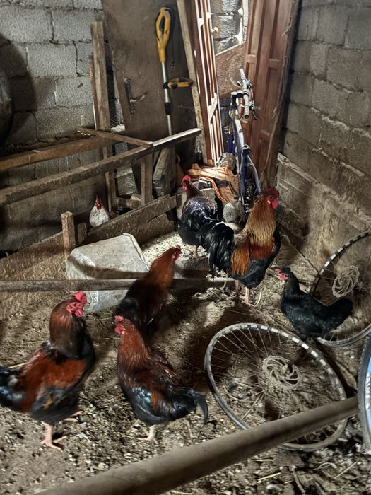 Қораздар сатылады срочна