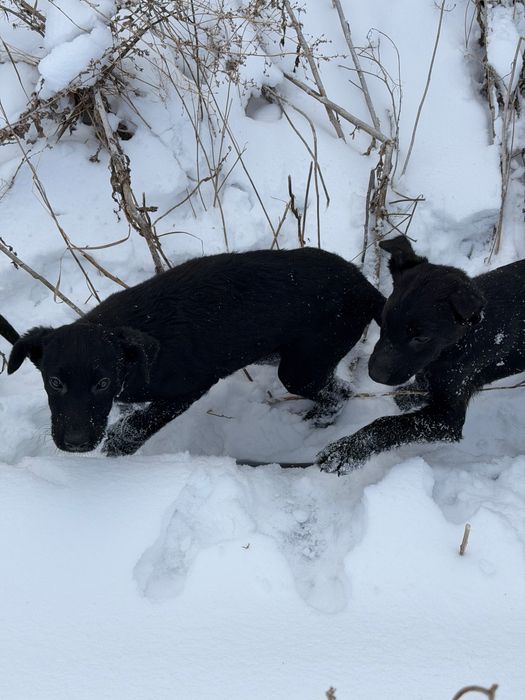 Отдам в добрые руки щенят