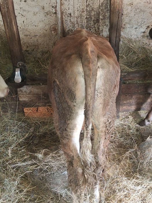 Vând vitel de 8 luni ,din vaca baltata!