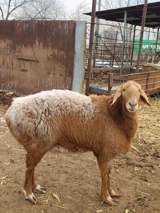 Гисар баран,біреуі по 250К