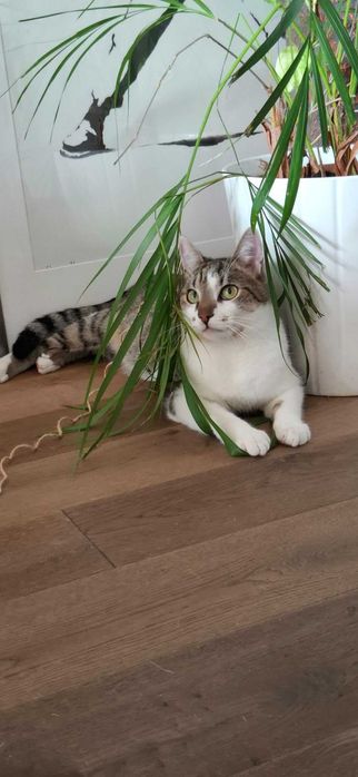 Adoptie pisoi Benito