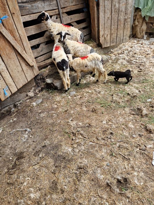 Căței de întors oile