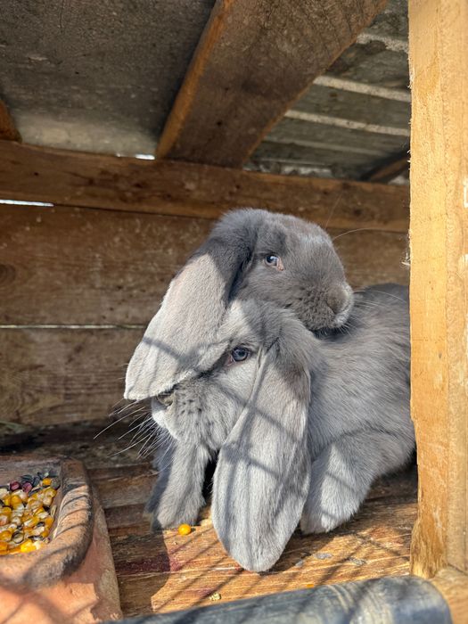 Iepuri Berbec german