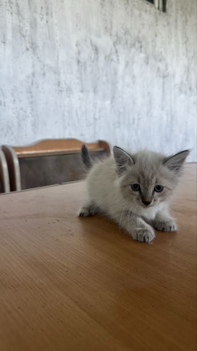 Котенки в добрые руки