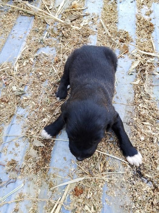 Продам два щенка