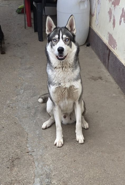 Donez caine Husky, Max