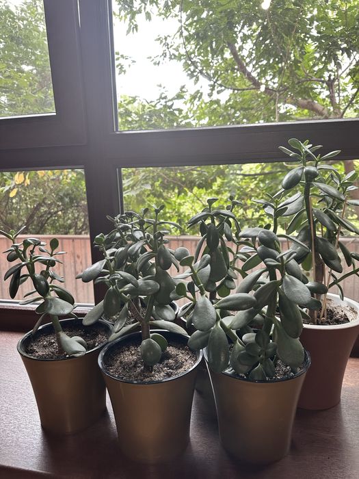 Комнатные цветы.