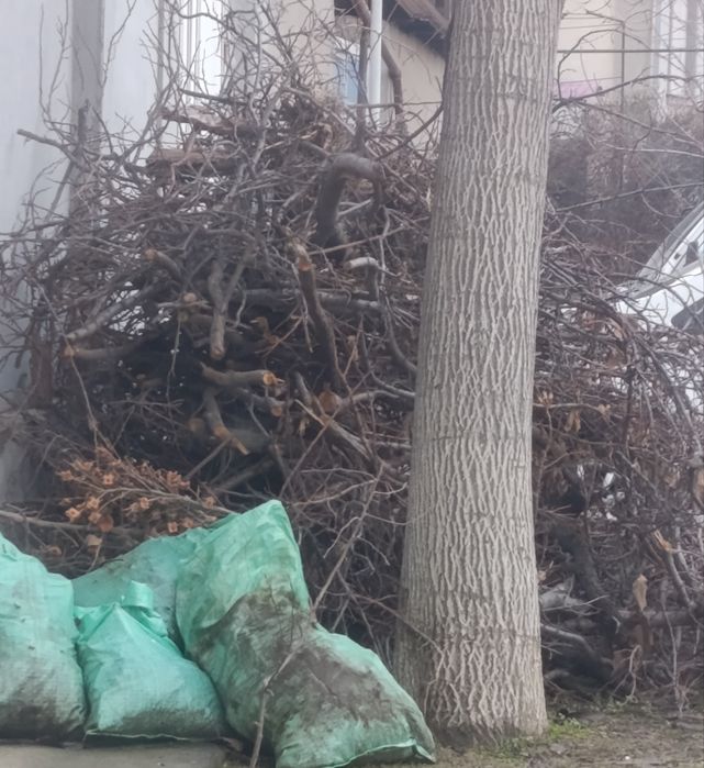 Shoh shabba,utin,tekinga