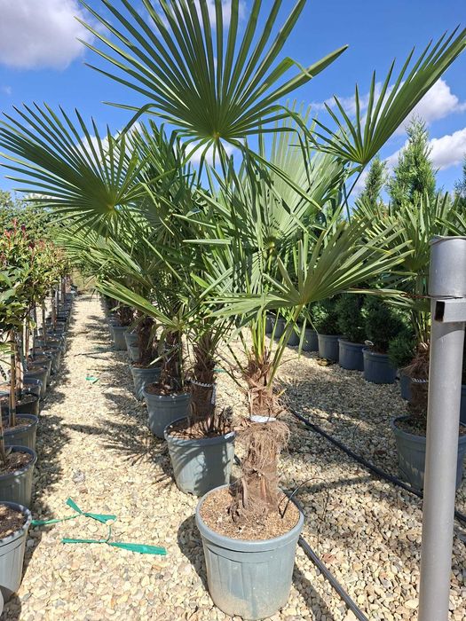 Palmier Trachycarpus fortunei