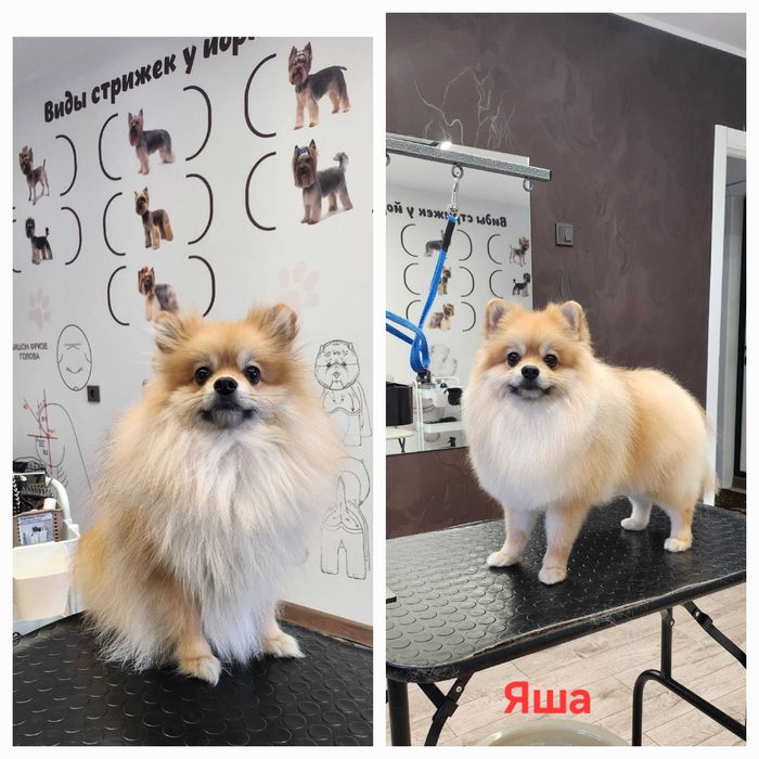 Грумер, стрижка собак