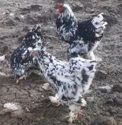 Mramor brama zoti tuxum va jojalari sotiladi