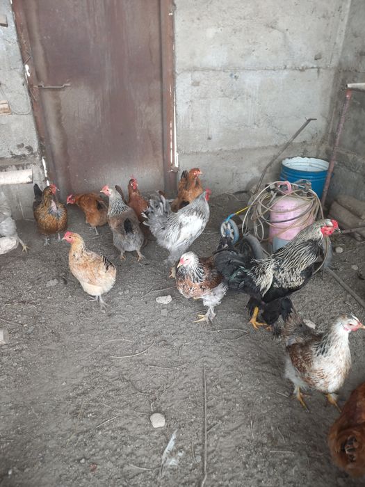 Яйца инкубационные