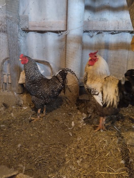 Цыплята домашние недельные