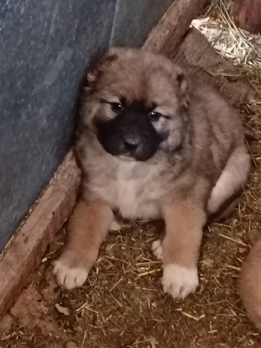 Алабай күшіктер, ұрғашы