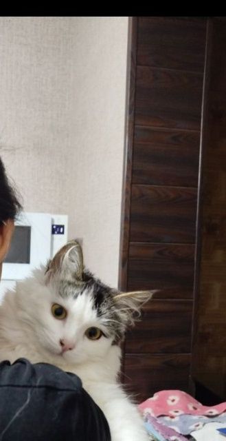 Mimi, taxminan bir yoshda, sterilizatsiya qilinmagan.