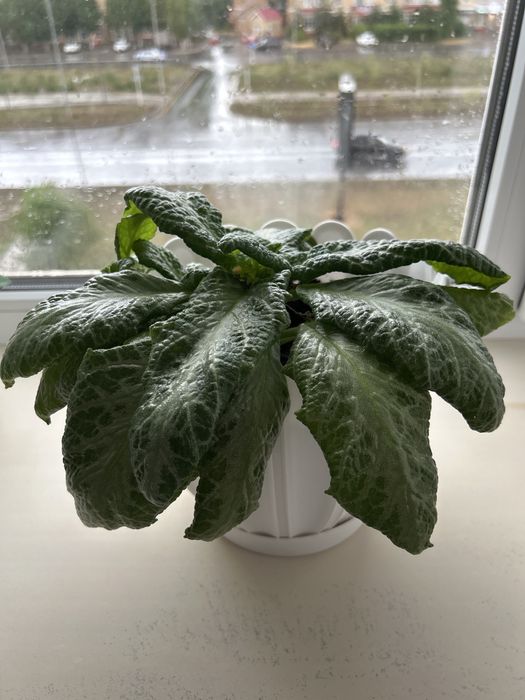 Продам цветок Эписция