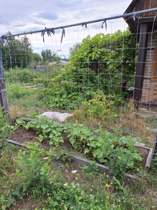 Дача Сад здоровье