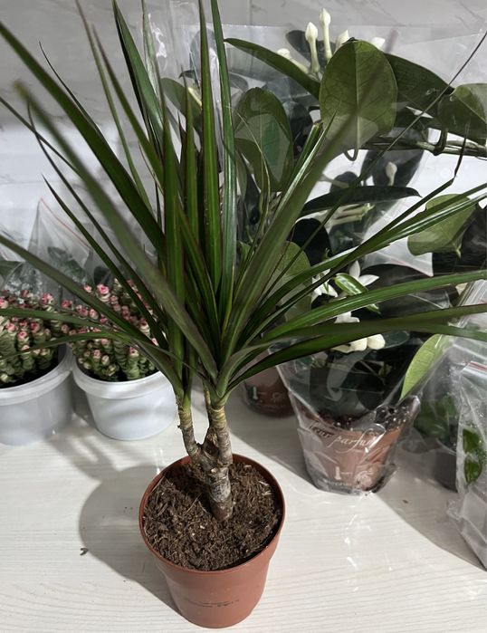 Комнатные растения