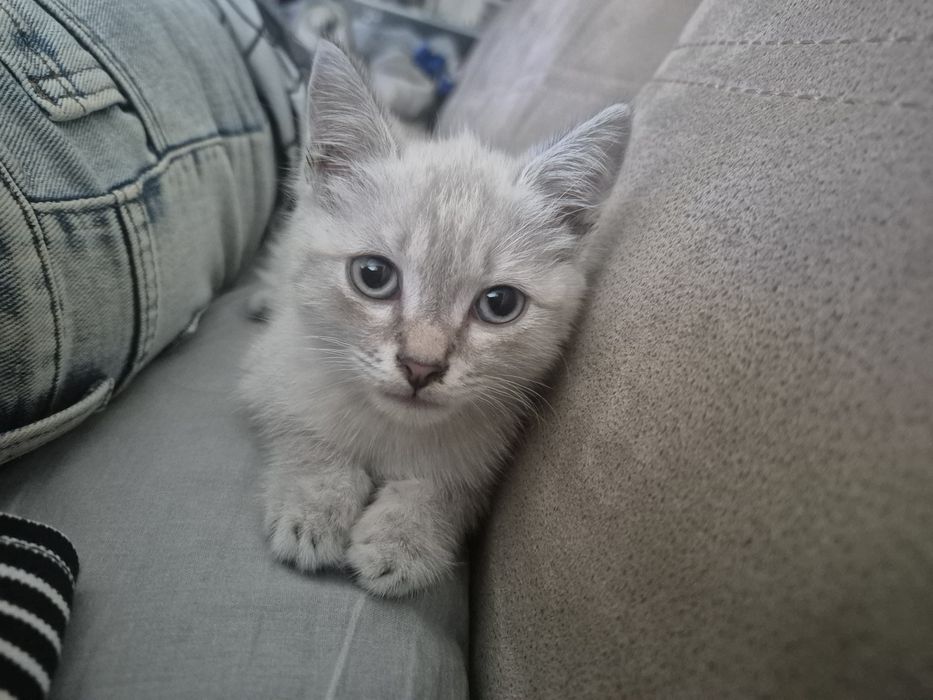 Отдам котёнка девочку