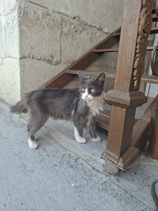 Продается котят мейн кун