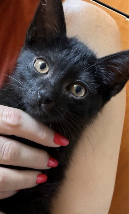 Котята около 2,5 месяцев