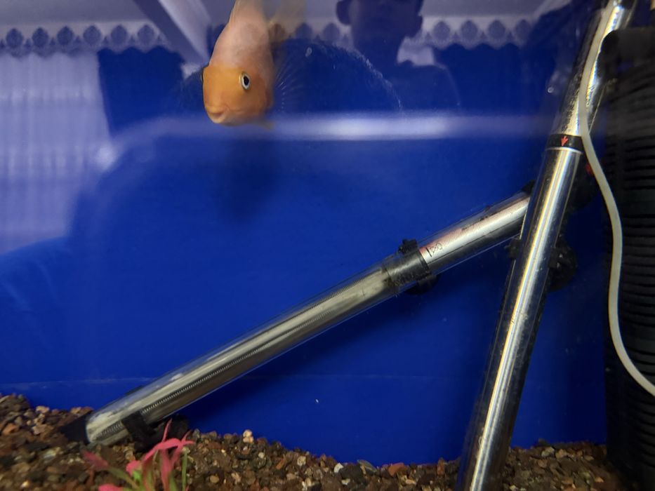 Рыба папугай болший каму интирэсна прадам 2 пар