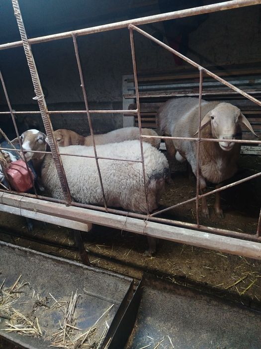 Qo'chqorlar sotiladi!!!