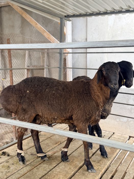 Қошқар сатылады арзан бағада