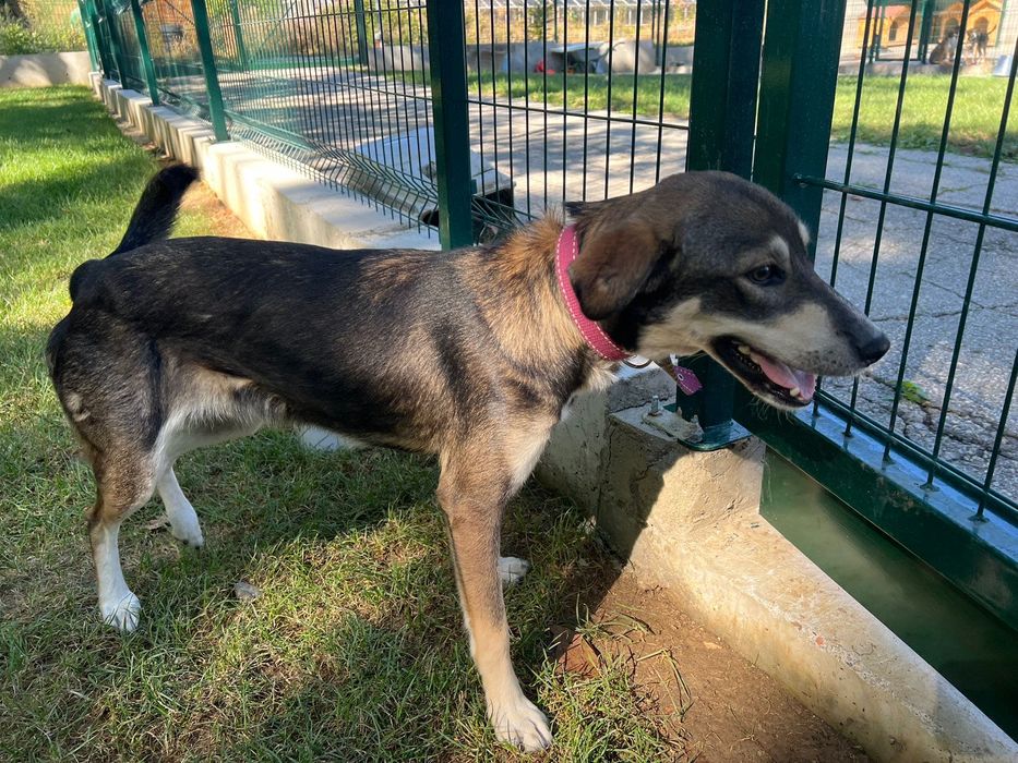 Подарявам женско Кученце