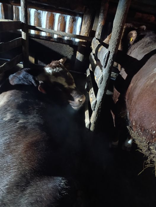 Продам быков срочно