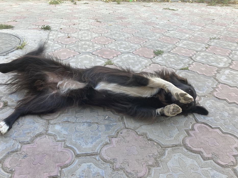 отдам собаку даром