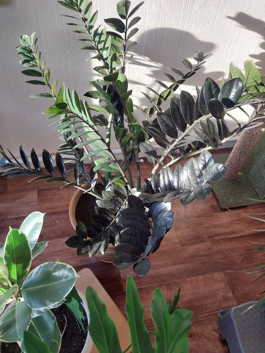 Замиакулькас черный принц