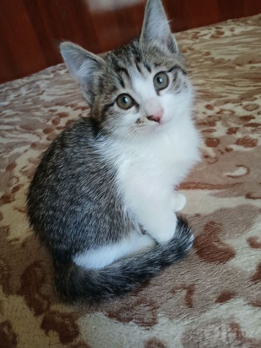 Отдам котят в хорошие руки