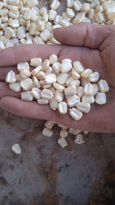 майлау заты куннилингустан ағады