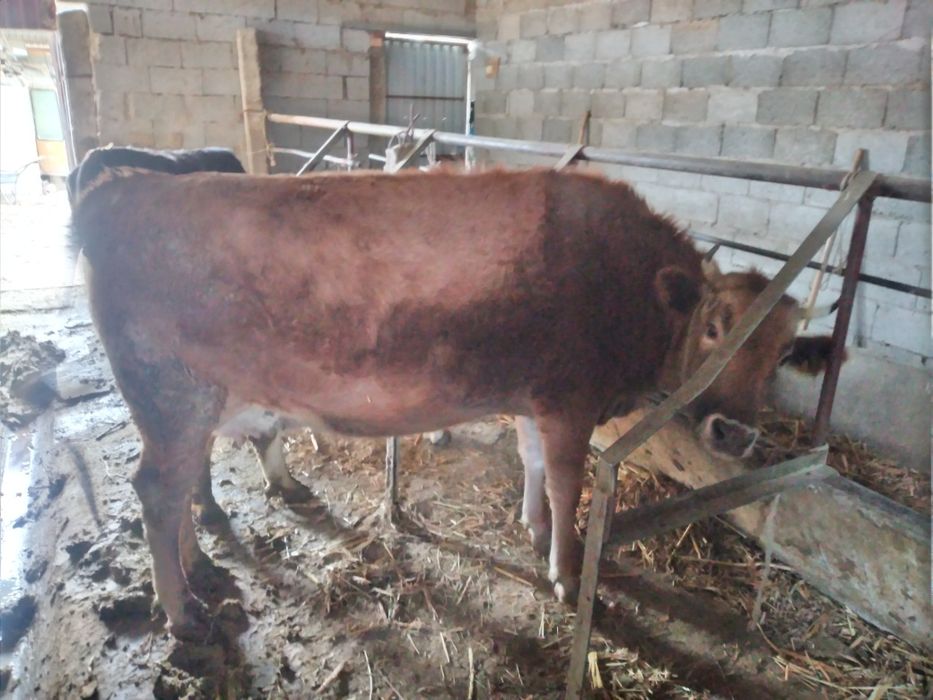 Балпык би мукыры