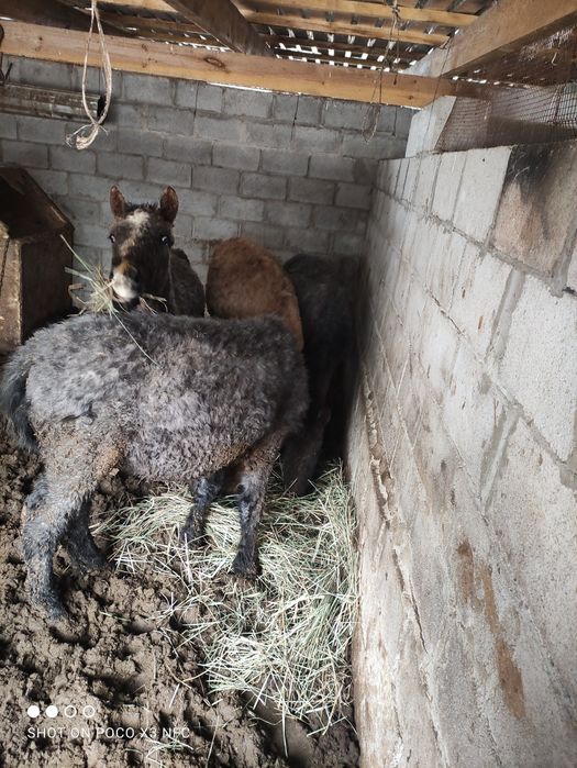 Продам лошадей 4 головы