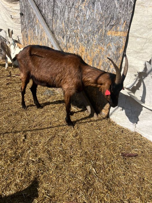 Schimb cu vitel de vaca sau de bivol