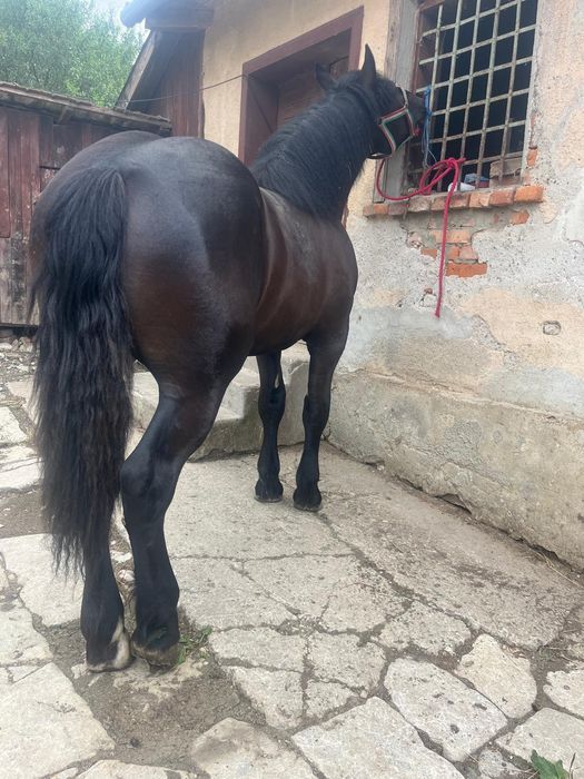 Manz de 1 an din tata Percheron