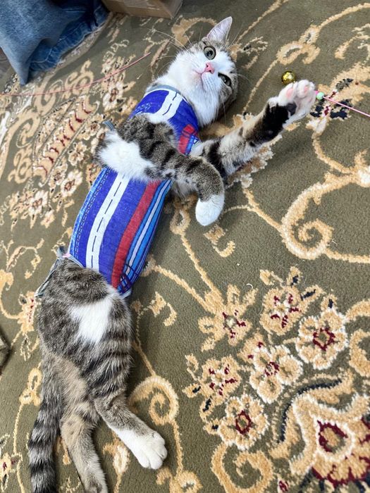 Котенок девочка! Стерилизована.