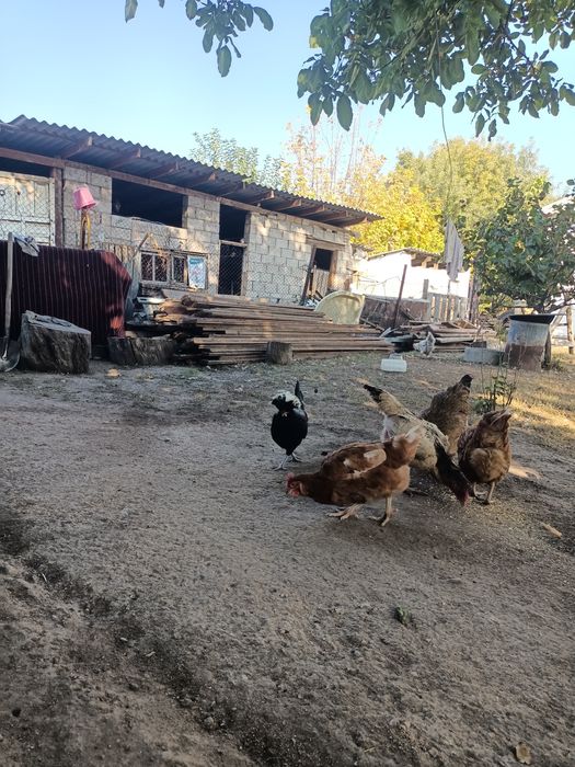 продам  голландскую белохохлую курочку