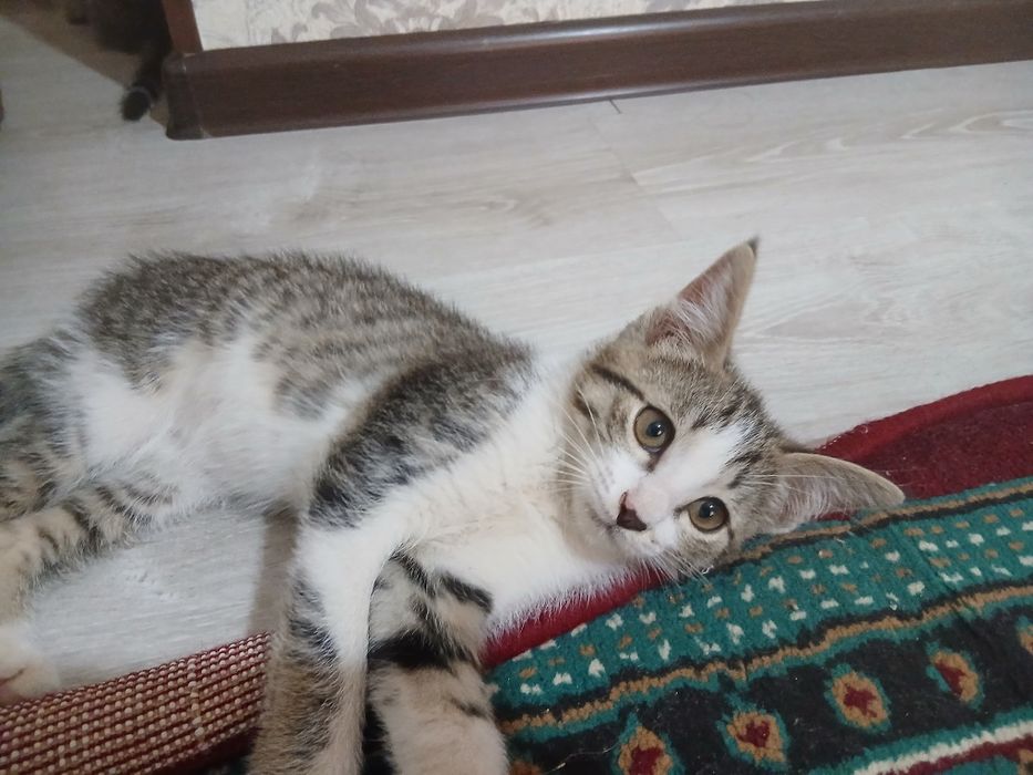 Hadyaga Mushuk bolalari