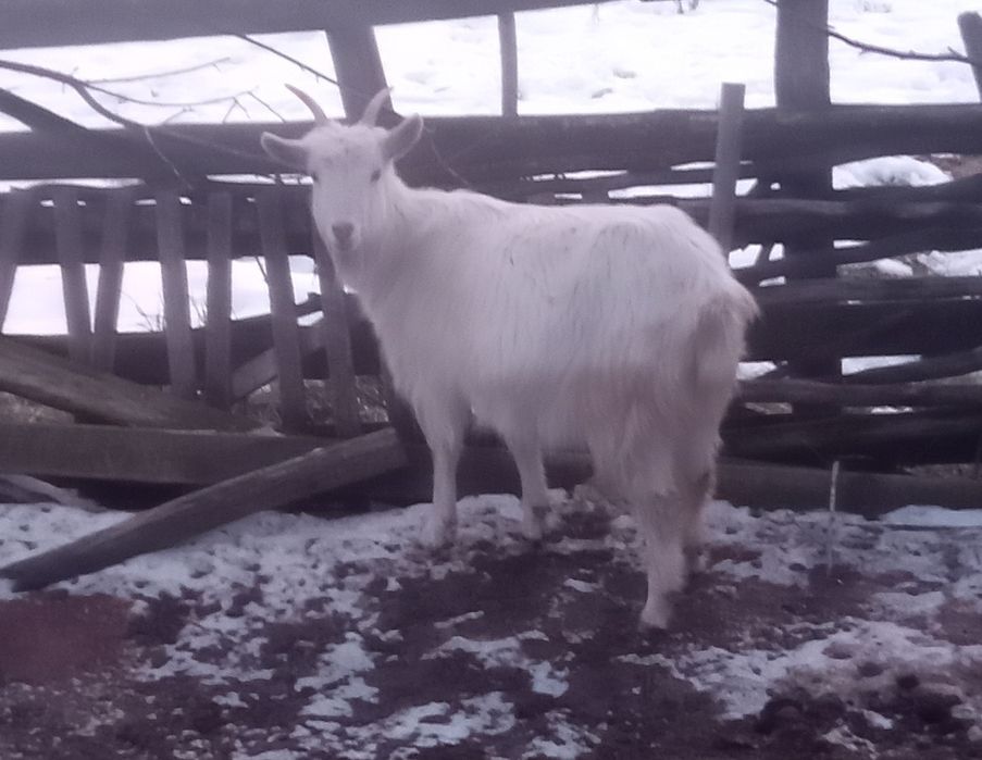 Vând o iadă și un țap.