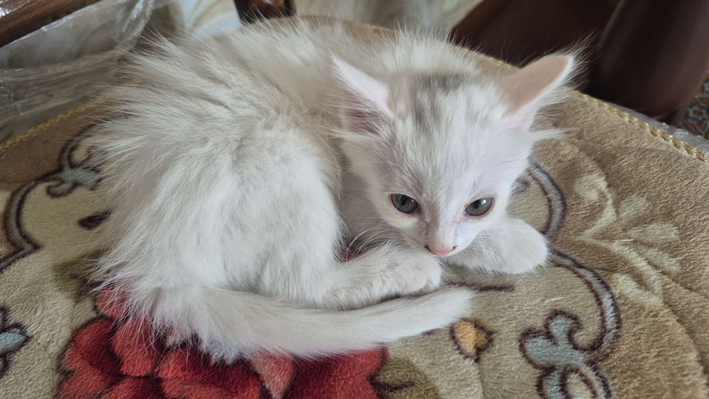 Отдам котёнка девочку бесплатно