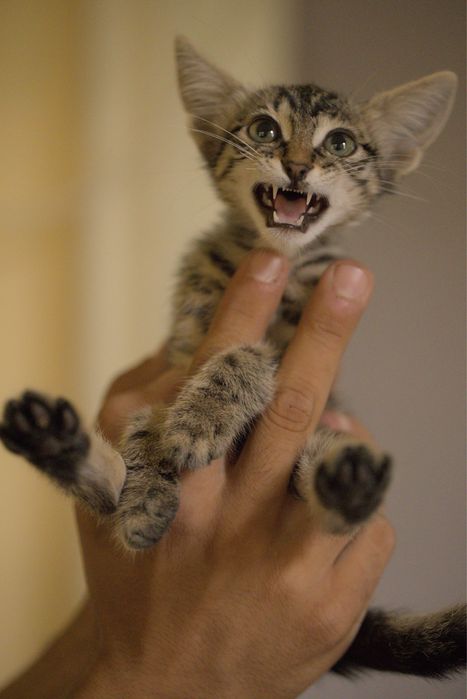 Подарявам малки котета