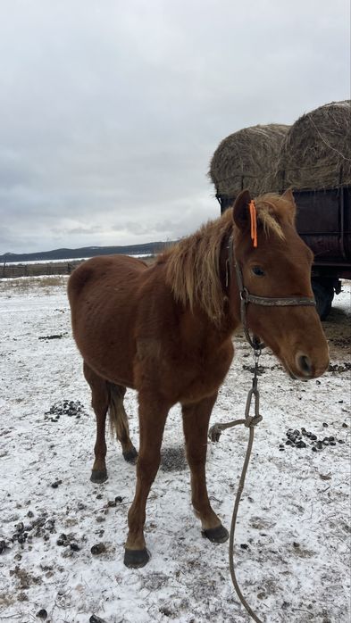 Продам тай на развод