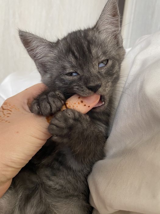 Котенок в добрые руки