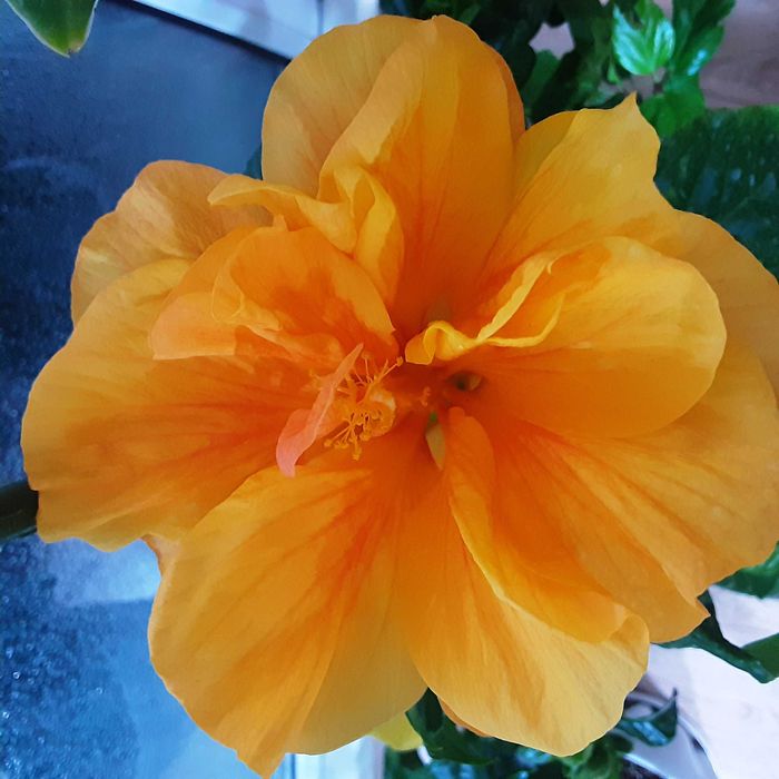 Гибискусы сортовые комнатные !