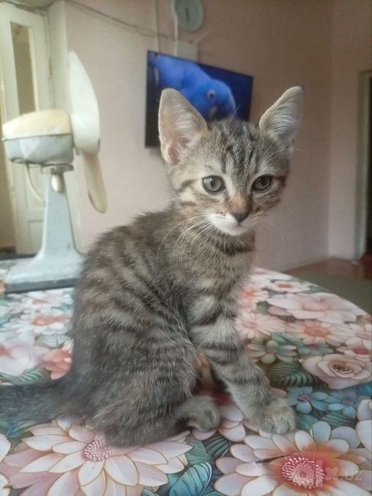 Отдам котят в хорошие руки