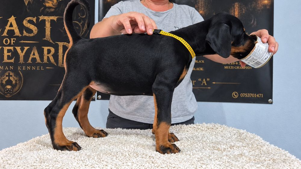 Dobermann.