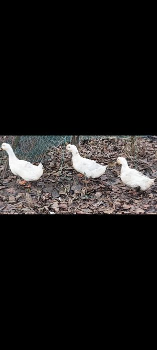 Am la vanzare un ratoi si 2 rate pekin